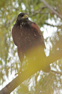 Parabuteo unicinctus - gavilán mixto