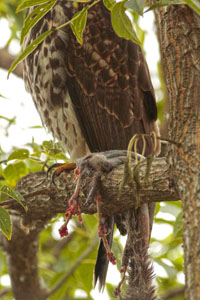 Parabuteo unicinctus - gavilán mixto