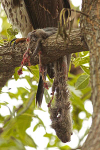 Parabuteo unicinctus - gavilán mixto