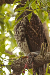 Parabuteo unicinctus - gavilán mixto