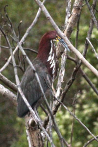 Tigrisoma lineatum - hocó colorado