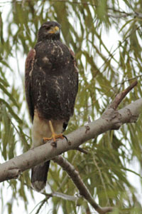 Parabuteo unicinctus - gavilán mixto