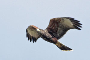 Parabuteo unicinctus - gavilán mixto