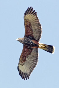 Parabuteo unicinctus - gavilán mixto