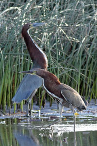 Tigrisoma lineatum - hocó colorado