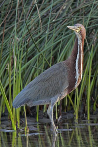Tigrisoma lineatum - hocó colorado