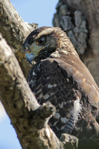 Parabuteo unicinctus - gavilán mixto