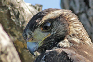 Parabuteo unicinctus - gavilán mixto