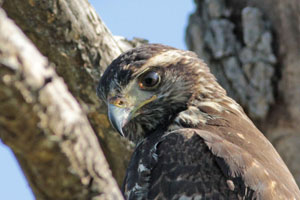 Parabuteo unicinctus - gavilán mixto