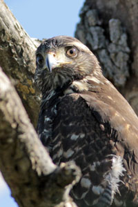 Parabuteo unicinctus - gavilán mixto