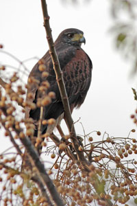 Parabuteo unicinctus - gavilán mixto
