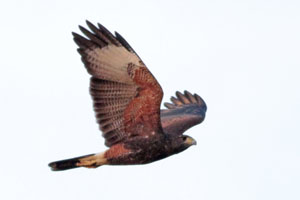 Parabuteo unicinctus - gavilán mixto