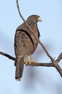 Parabuteo unicinctus - gavilán mixto