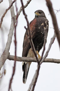 Parabuteo unicinctus - gavilán mixto