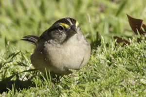 cachilo ceja amarilla