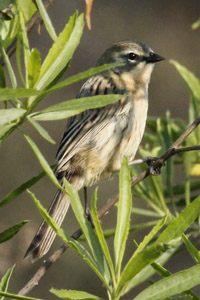 cachilo canela