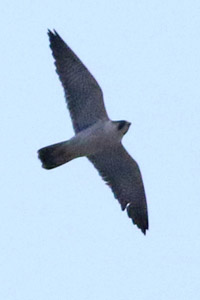 halcn peregrino