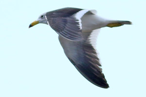 gaviota cangrejera