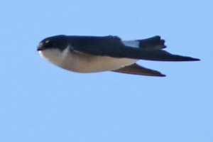 golondrina patagnica