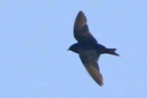 golondrina negra