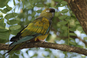 loro barranquero