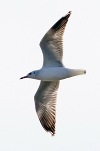 gaviota capucho caf