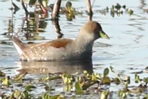 pollona pintada