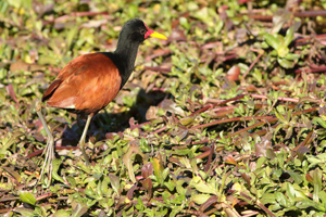 jacana