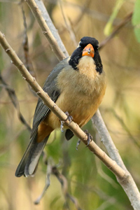 pepitero de collar