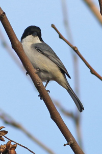 monterita cabeza negra