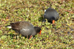 pollona negra