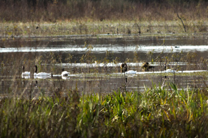 cisne de cuello negro