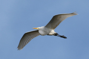 garza blanca