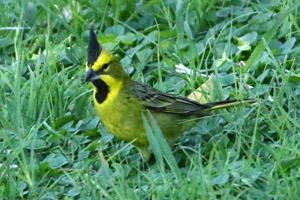 cardenal amarillo