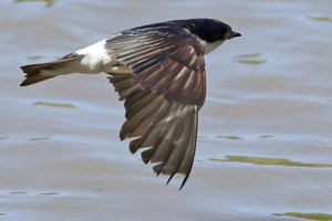 golondrina ceja blanca