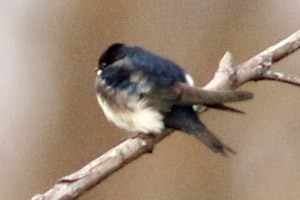 golondrina barranquera