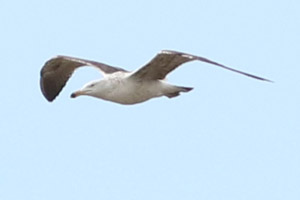 gaviota cocinera