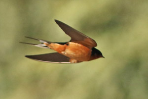 golondrina tijerita