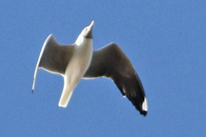 gaviota capucho gris