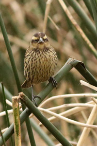 varillero ala amarilla