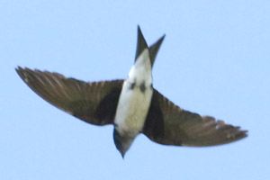 golondrina domstica