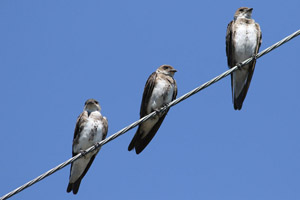 golondrina parda