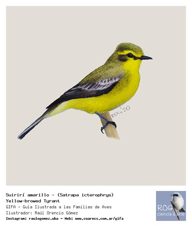 Suirirí amarillo Suirirí amarillo