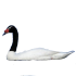 Cisne cuello negro