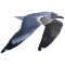 Gaviota capucho gris
