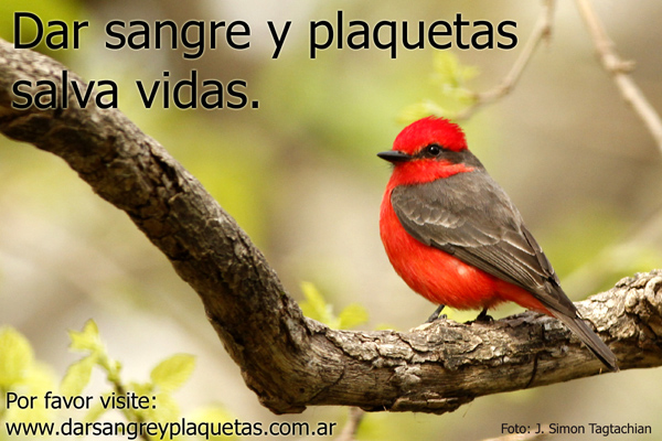 Donaciones de sangre y plaquetas