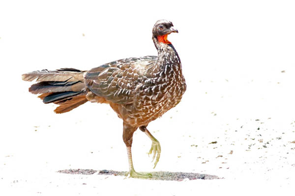 Fotos de las aves