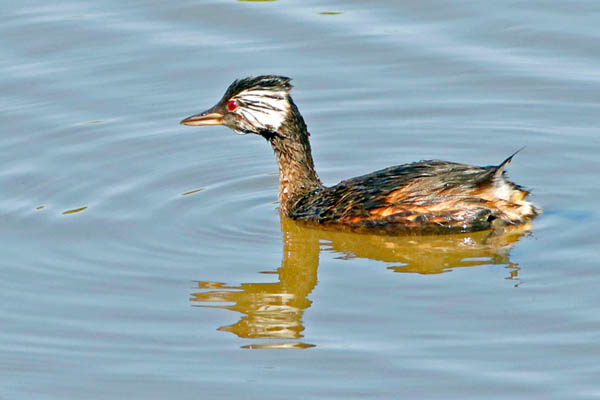 Fotos de las aves
