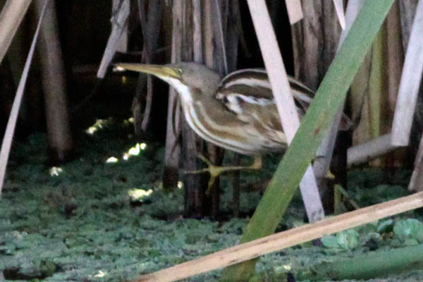 Fotos de las aves