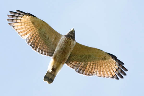 Fotos de las aves